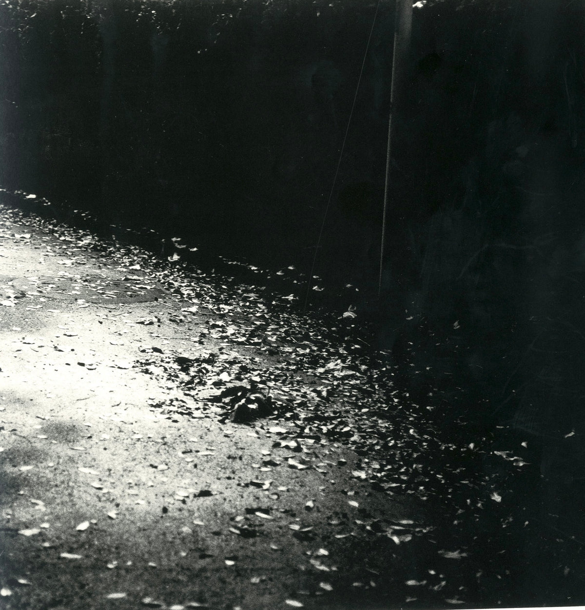 Black-and-white photograph from Hysteric Untitled: a leaf-strewn dirt path at night, lit by flash against dark trees.