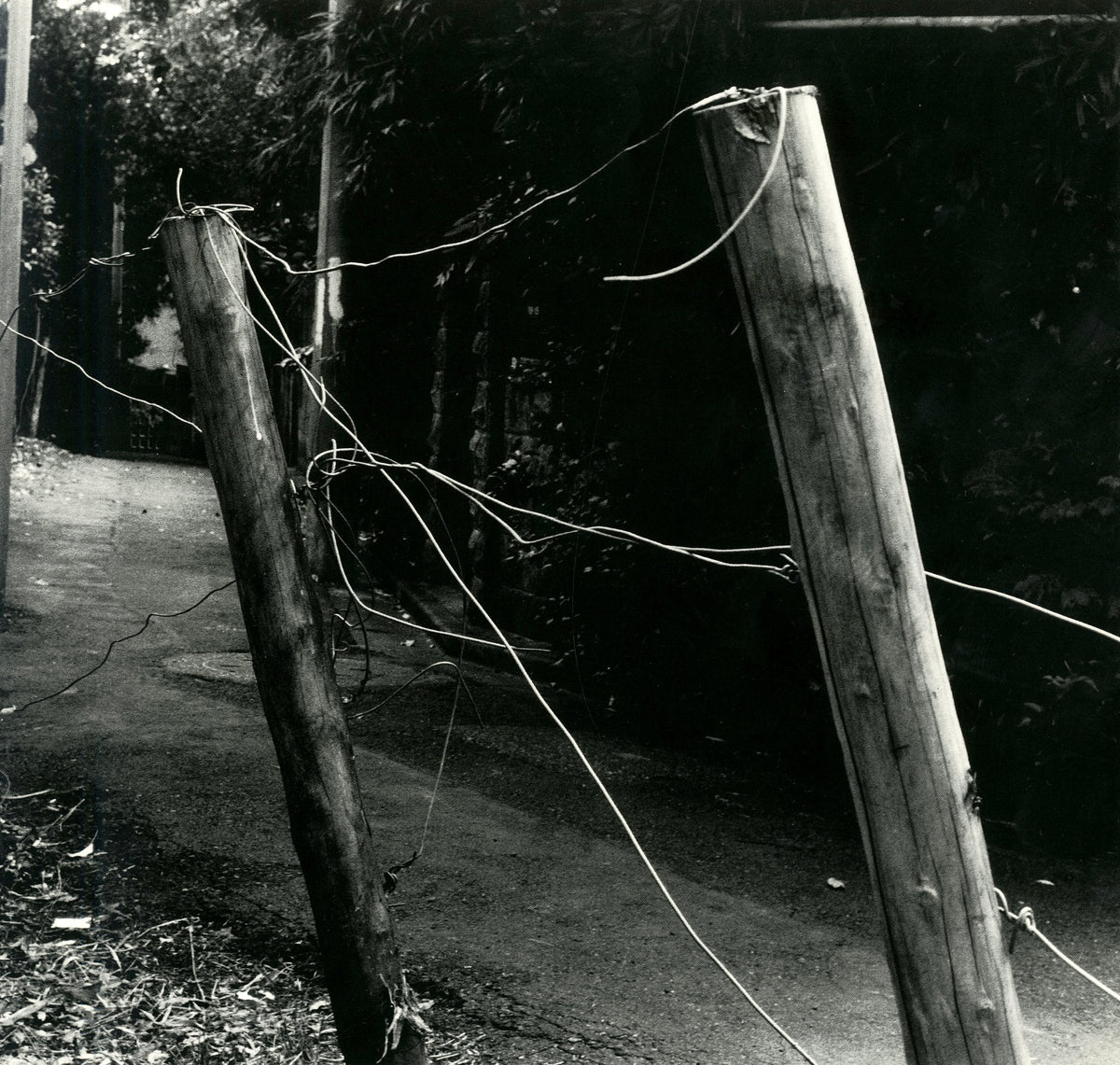 Photograph from Hysteric No. 5: wooden fence posts and loose wire at the edge of a dark wood.