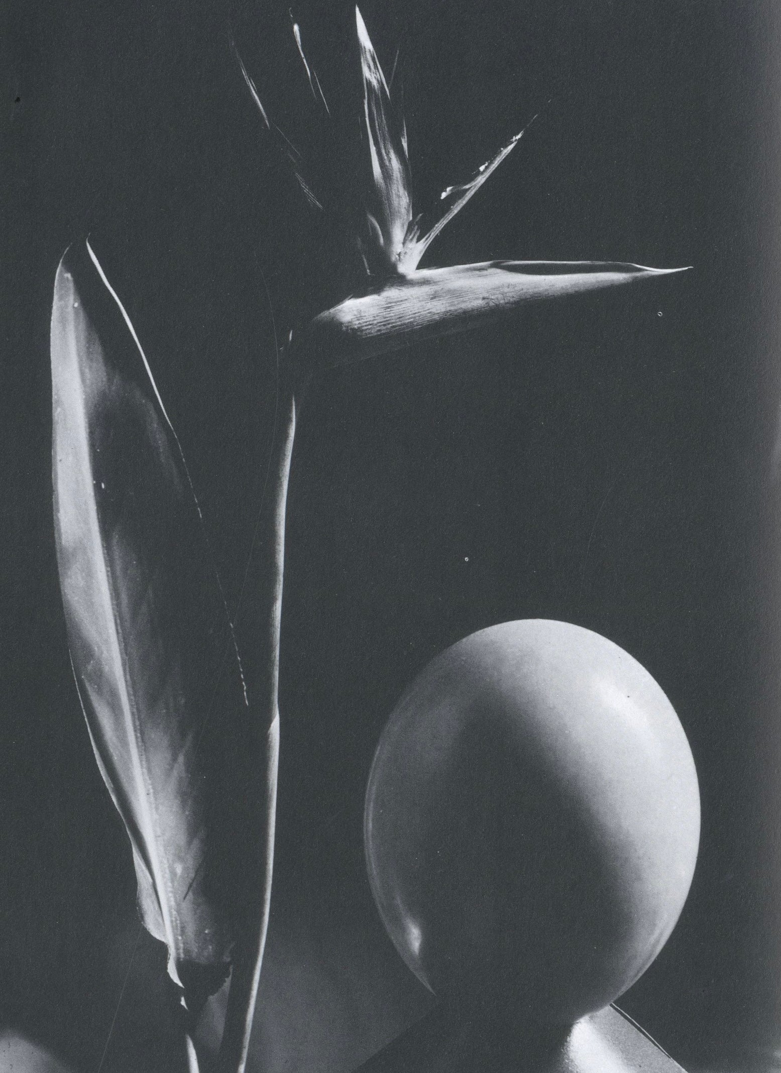 Interior artwork reproduction from Photographien Paris 1920–1934 featuring iconic Man Ray photographic experiments.