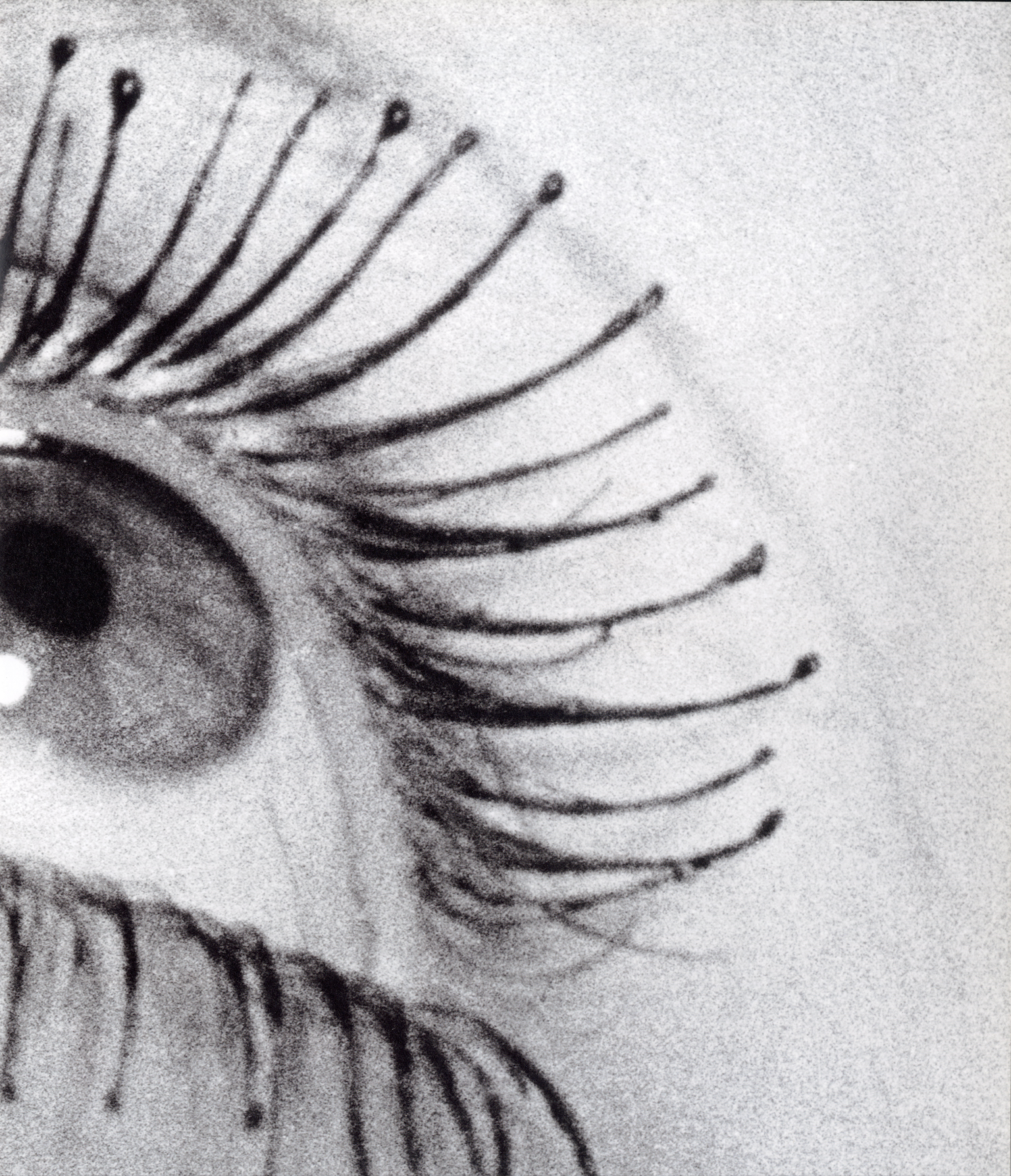 Man Ray camera less rayograph prints detail.