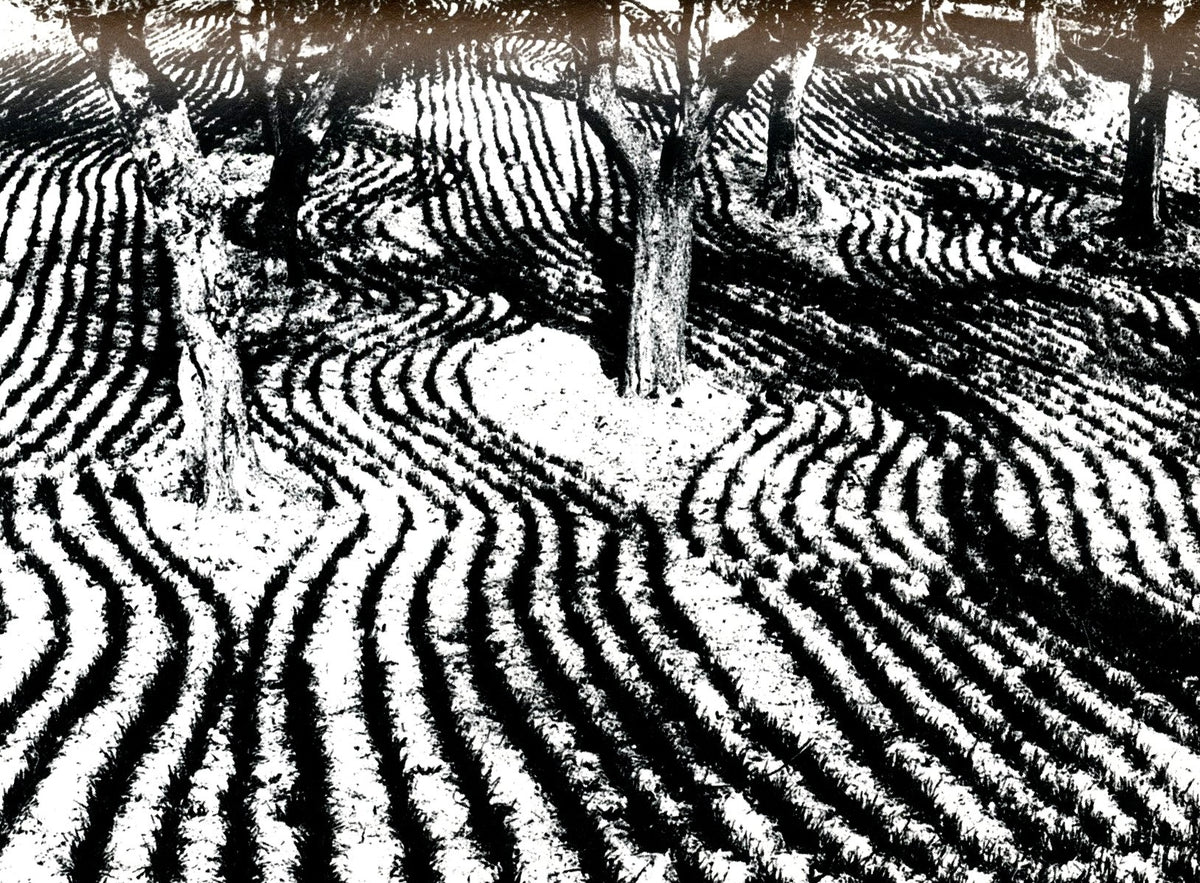 Giacomelli landscape from Photo Poche 19: furrowed fields curving around a single tree, seen from above.
