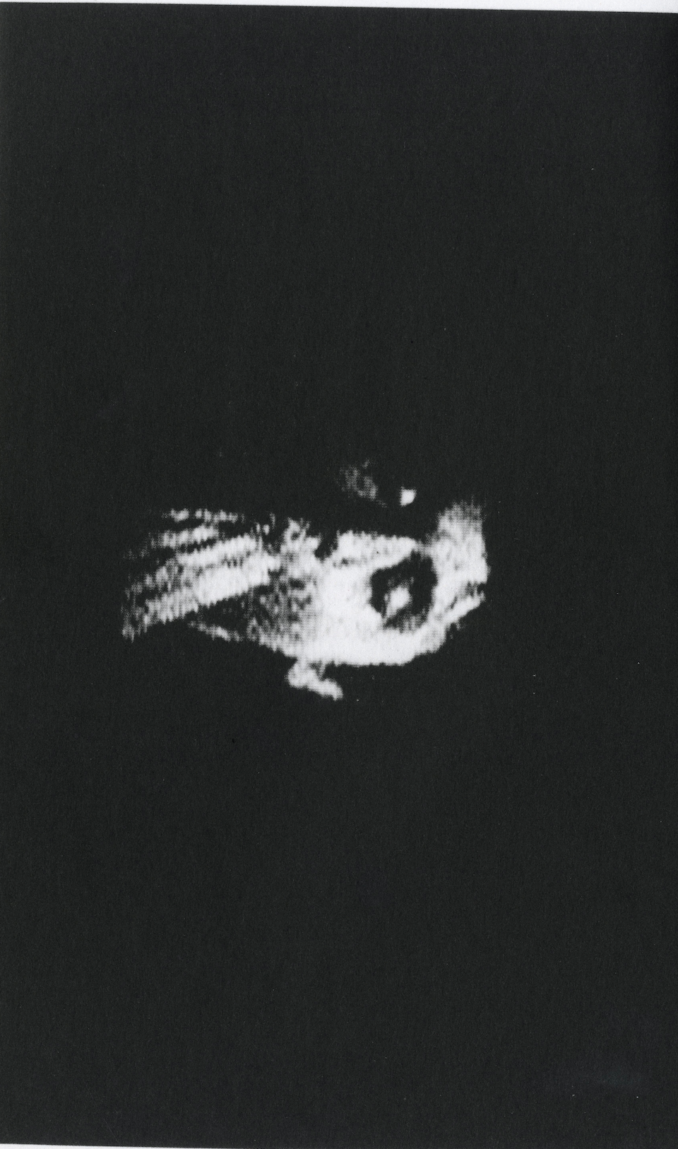 PIGXTRAS: THE HARMONY KORINE PURPLE BOOK