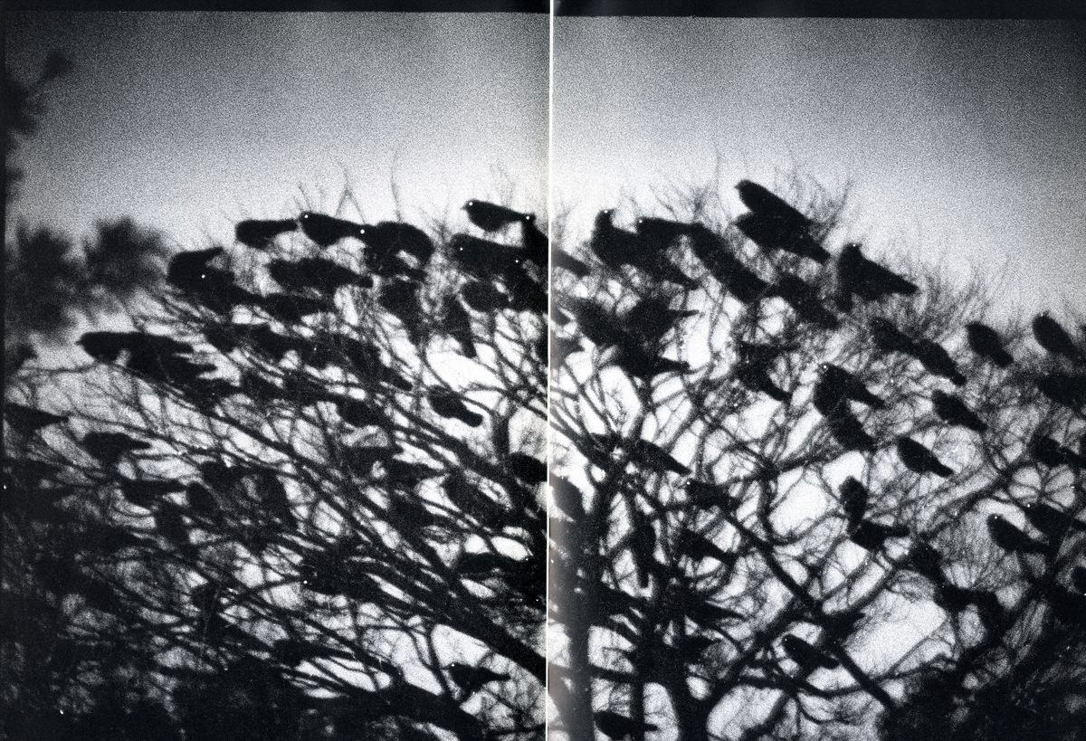 La Recherche Photographique No 9 interior tree branches sky diptych black and white Japanese photography interior 6 intermission books.